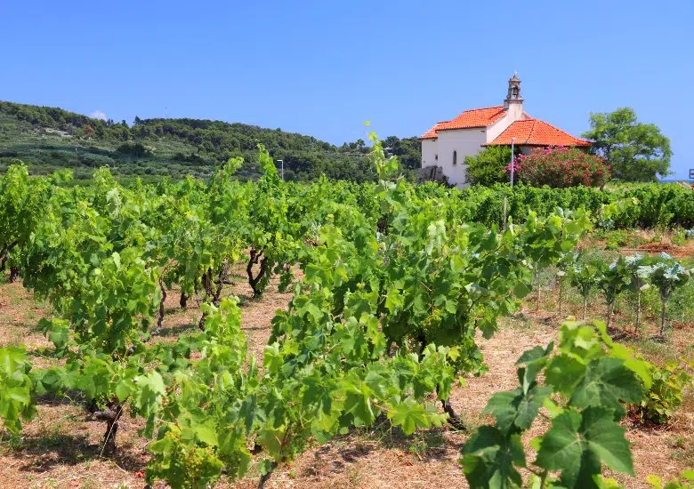 Tour a Family-run Winery in Korcula right image