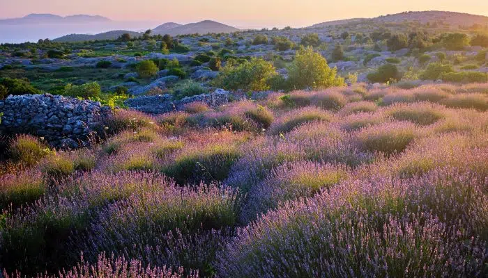 Explore Fields of Lavender in Hvar left image
