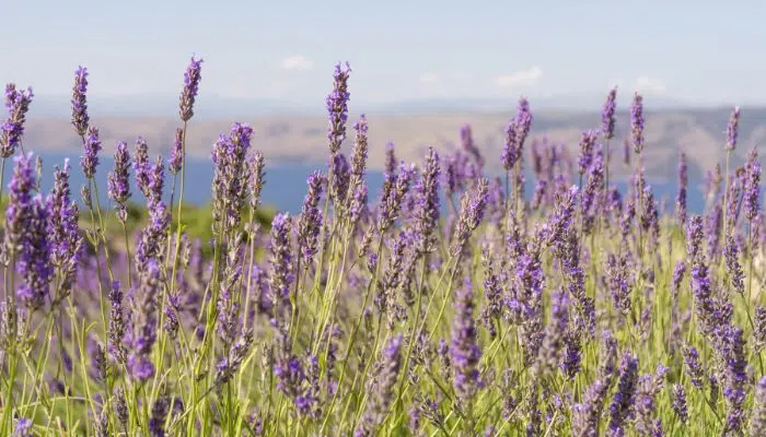 Explore Fields of Lavender in Hvar right image