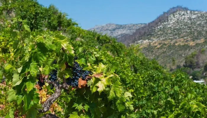 Wine tasting in the Peljesac Peninsula left image