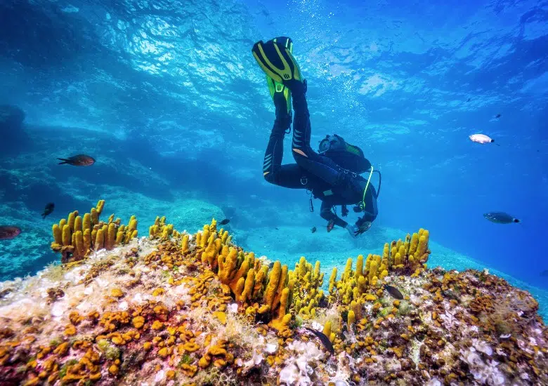 Vodnjak Reef, Pakleni Islands right image