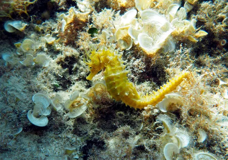 Rasip Island, Kornati Islands right image