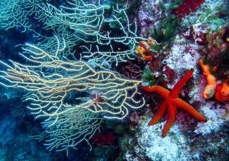 Bol, Brac Island left image