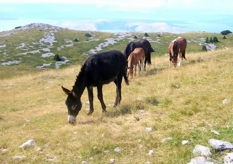 Northern Velebit National Park right image