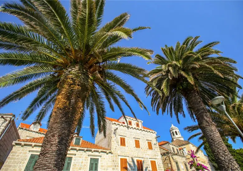Cavtat right image