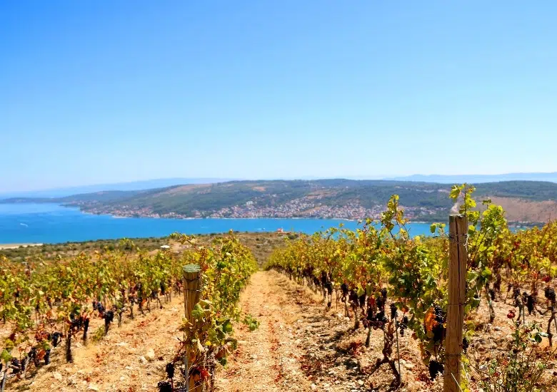 Wine Tasting left image