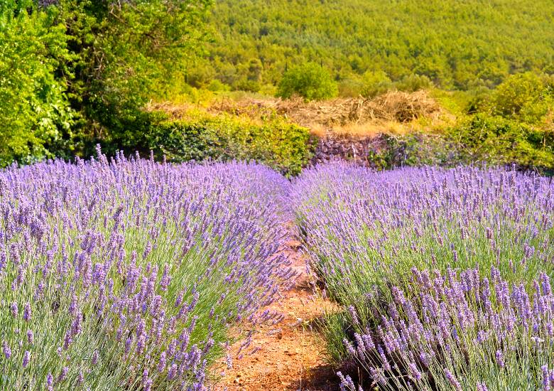 Visit the Lavender Fields right image