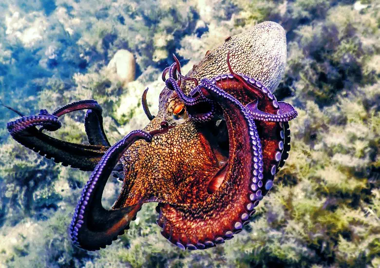 Excellent Marine Life right image