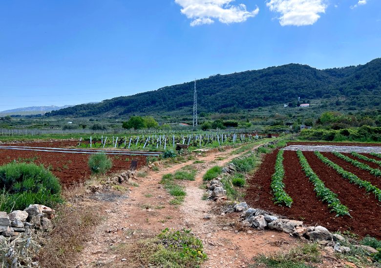 Visit the UNESCO Stari Grad Plain left image