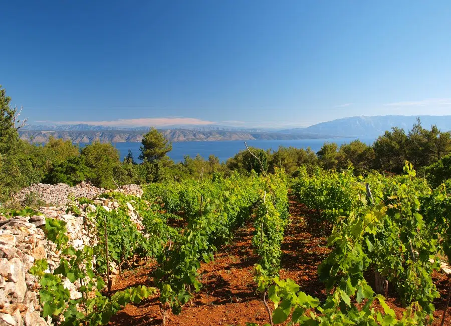 Hvar vineyard