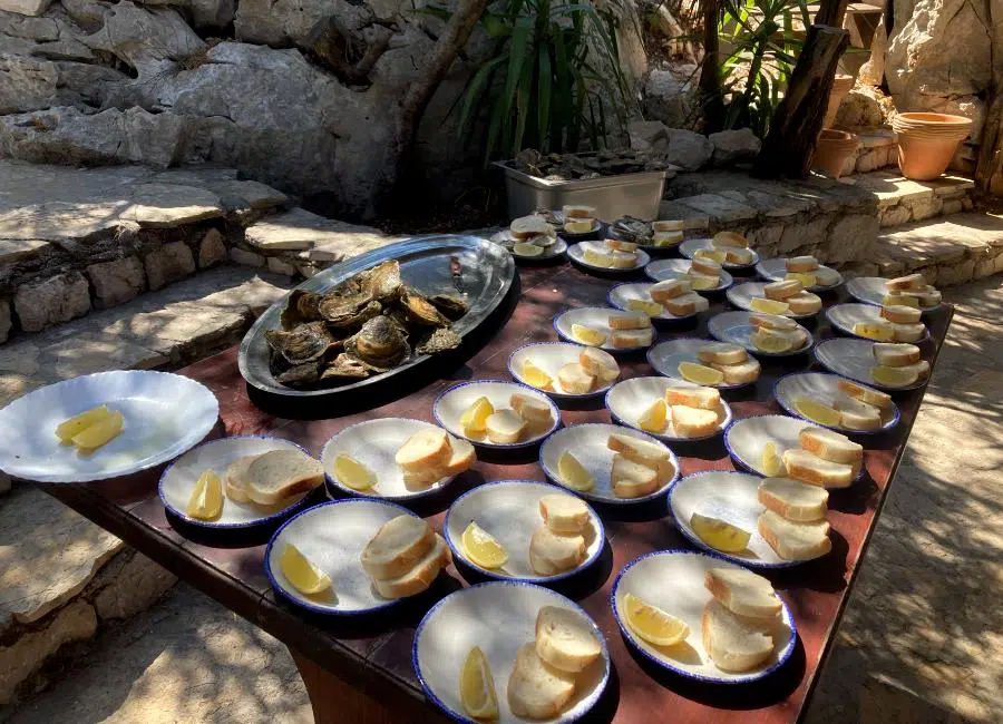 Oysters